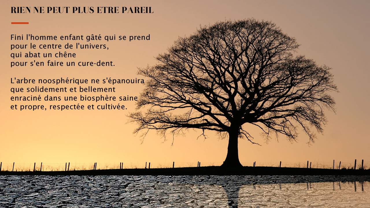 noosphre, arbre noosphrique